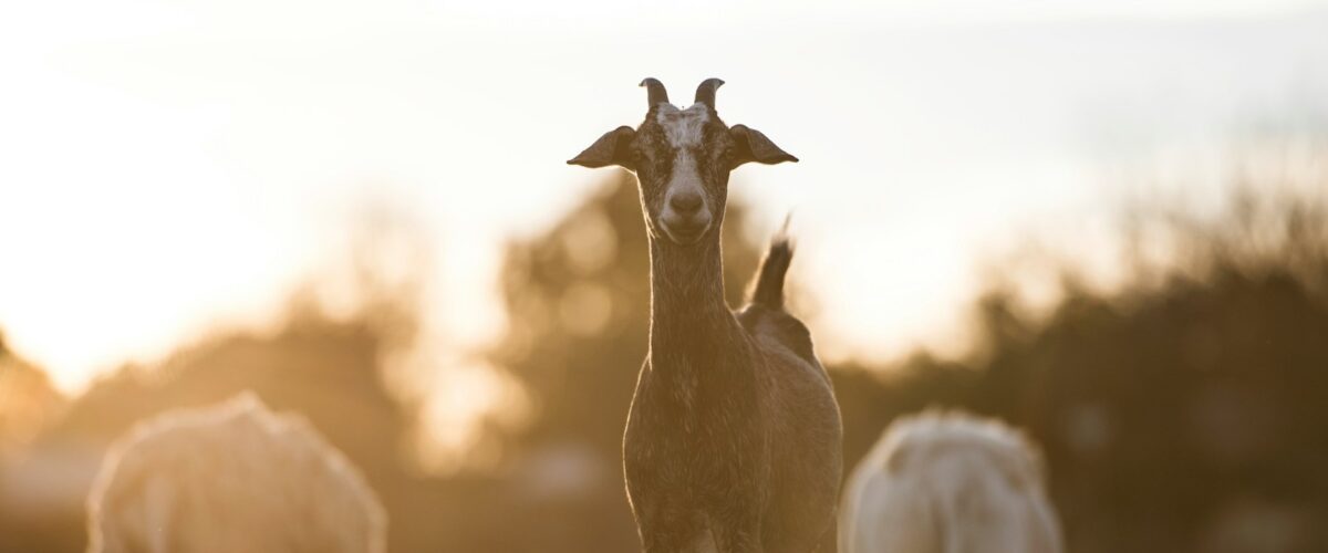 Does goat's milk contain lactose?