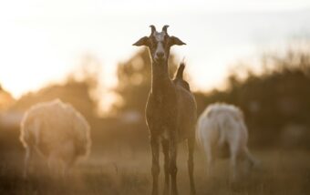 Le lait de chèvre contient-il du lactose ?