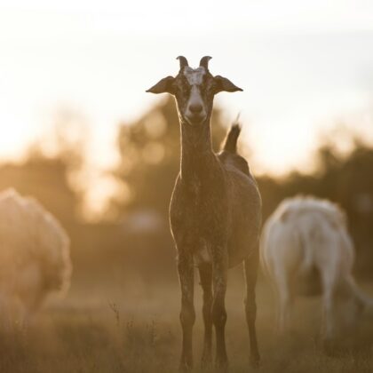 Does goat's milk contain lactose?