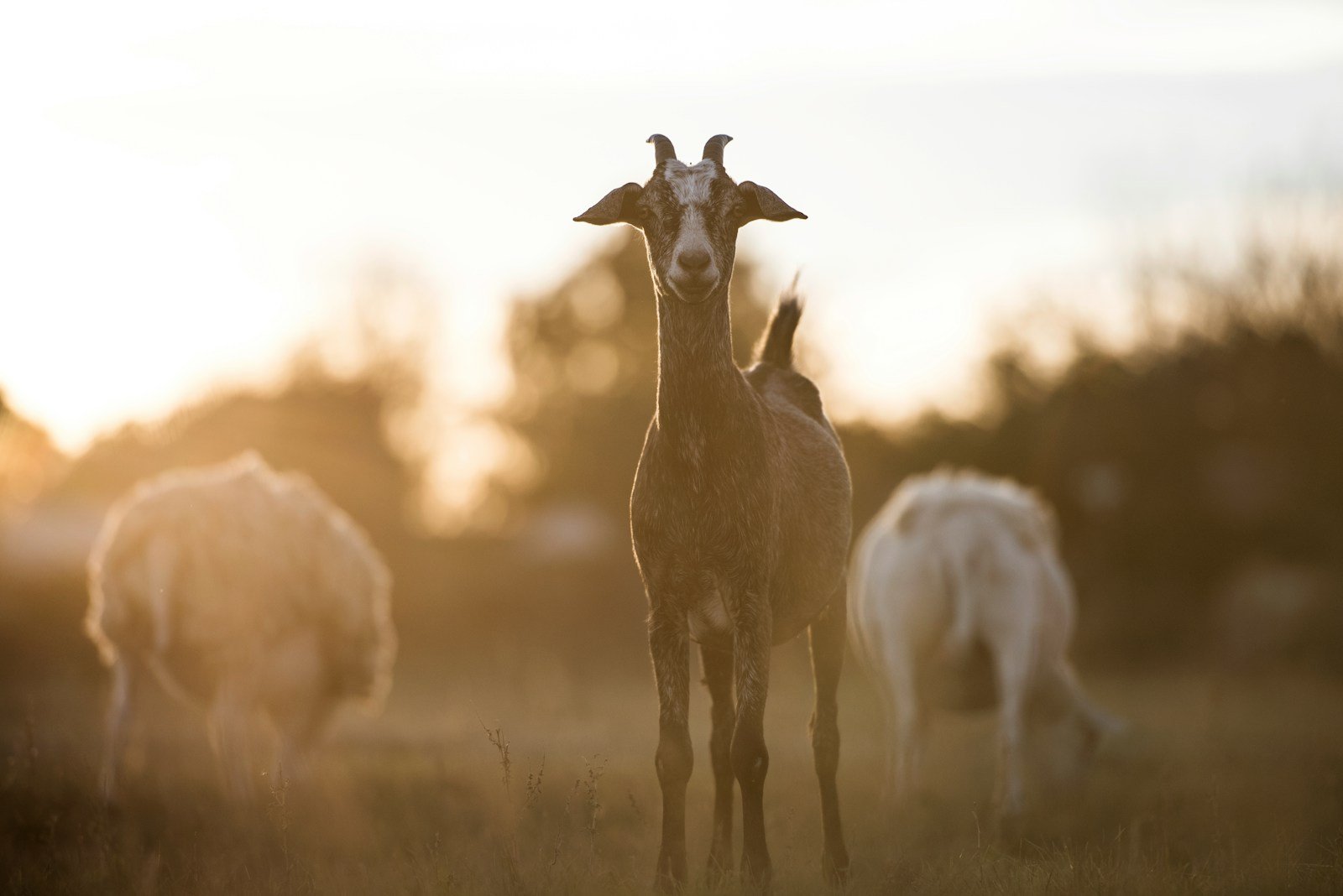 Does goat's milk contain lactose? - Living better with intolerance